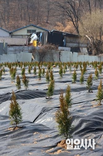 LH 사태가 전국을 강타한 가운데 경기도 시흥 소재의 한 토지에 묘목들이 다닥다닥 심어져 있다. ⓒ박성원 기자
